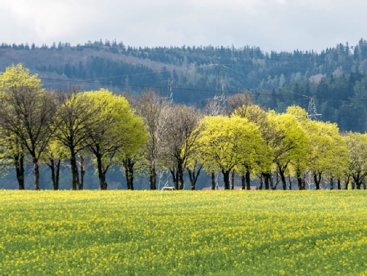 MSWiA: 460 ha ziemi kupili cudzoziemcy w 2015 roku